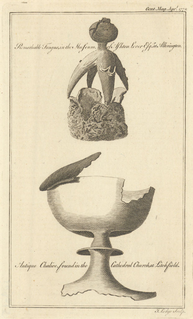 Leverian Collection fungus. Lycoperdon. Chalice, Lichfield Cathedral 1772